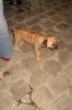 bbq2007_027.JPG